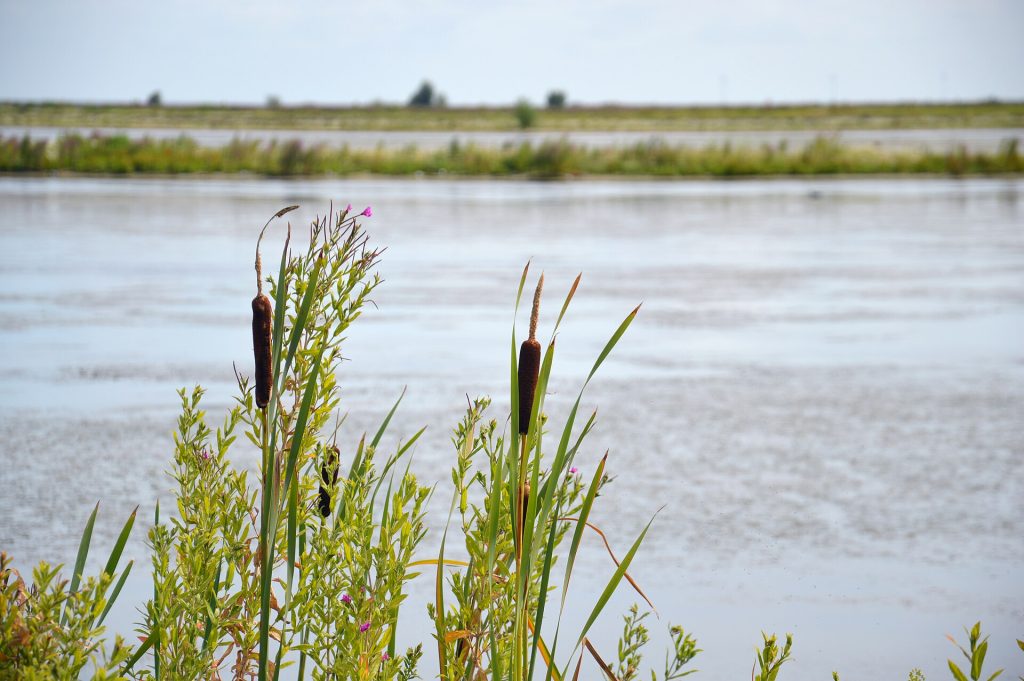 Dagje Marker Wadden boottocht